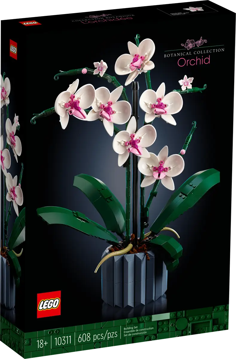 Orchidea